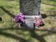 Velma Belle Mayville - Headstone